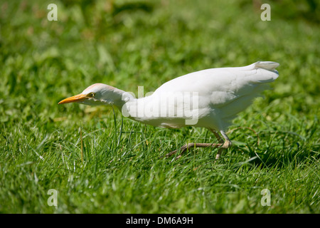 Kuhreiher (Bubulcus Ibis) Futtersuche, Gefangenschaft, Eingeborener nach Nord- und Südamerika, Mecklenburg-Vorpommern, Deutschland Stockfoto