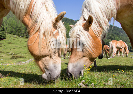 Haflinger Pferd zwei Stuten, die Beweidung der Alm in Südtirol Italien Stockfoto