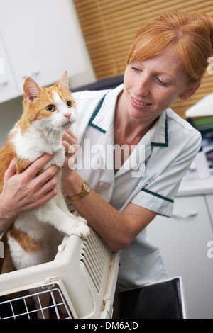 Tierarzt-Einnahme Katze aus Träger für Prüfung Stockfoto