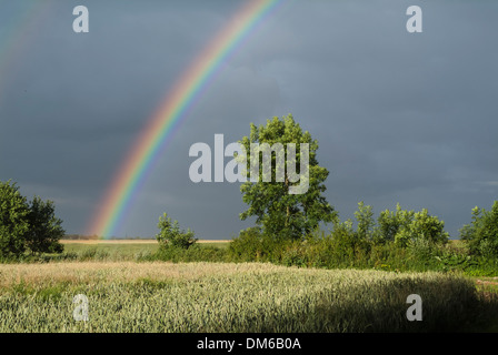 Regenbogen über Maisfelder, Gewitterhimmel, Weimar Bereich, Daasdorf, Nohra, Thüringen, Deutschland Stockfoto