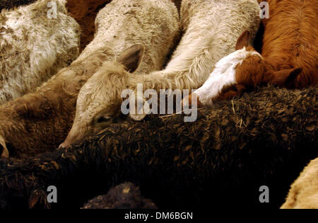 8. Februar 2005; San Antonio, TX, USA;  Kühe warten auf die nächste Runde des Förderwettbewerbs National Cutting Horse Association Pferd Schneiden an der San Antonio Stock Show und Rodeo auf Dienstag, 8. Februar 2005. Stockfoto