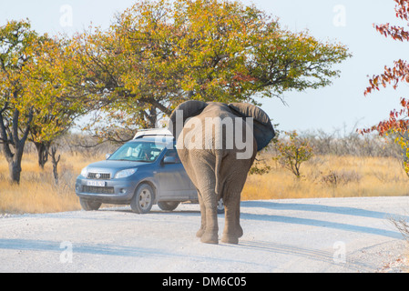 Afrikanischer Elefant (Loxodonta Africana) stehen vor einem Fahrzeug auf der Straße, Etosha Nationalpark, Namibia Stockfoto