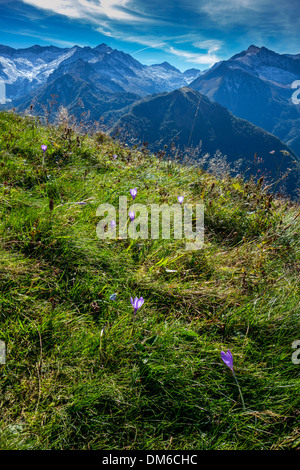 Violette Herbstzeitlose Blüte in Pyrenäen Stockfoto
