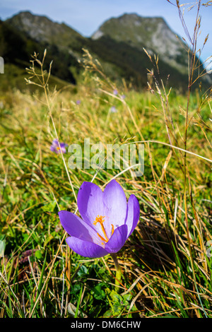 Violette Herbstzeitlose Blüte in Pyrenäen Stockfoto