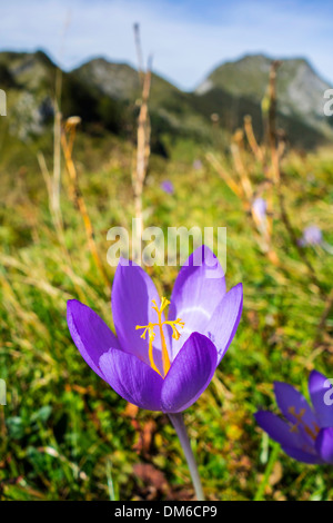Violette Herbstzeitlose Blüte in Pyrenäen Stockfoto