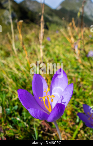 Violette Herbstzeitlose Blüte in Pyrenäen Stockfoto