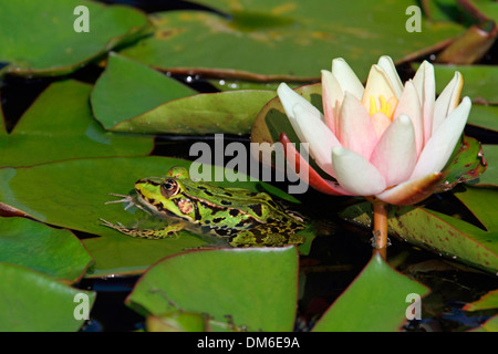 Europäische essbare Frosch (Rana Esculenta) auf Seerose Pads. Deutschland Stockfoto