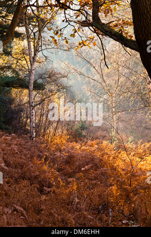 Sonnenlicht strömt durch einen Wald in Herbst Farben Stockfoto