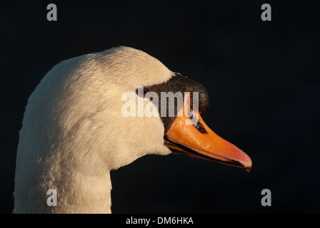 Nahaufnahme des Kopfes der erwachsenen männlichen Höckerschwan (Cygnus Olor) Stockfoto