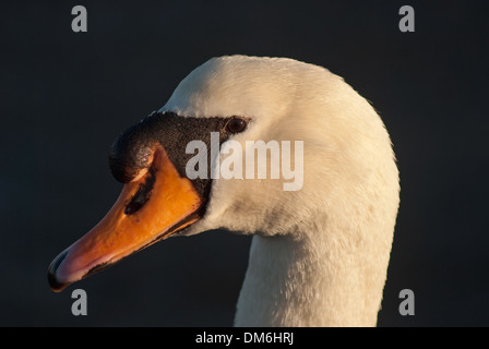 Nahaufnahme des Kopfes der erwachsenen männlichen Höckerschwan (Cygnus Olor) Stockfoto