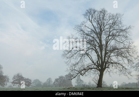 Bäumen umgeben von Nebel im Admirals Park, Chelmsford, Essex, auf einem Dezembermorgen einfrieren. Stockfoto