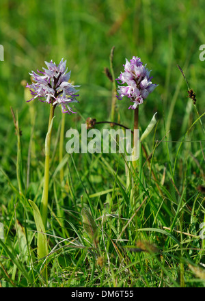 Zwei Affen Orchidee - Orchis Simia seltene britischen Orchidee Stockfoto