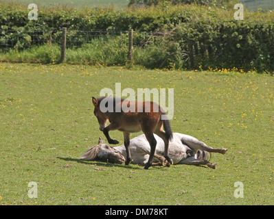 Shetland Pony Stute liegend mit Mini-Mule Fohlen spielen Stockfoto