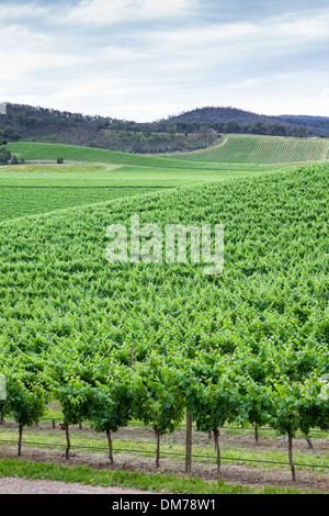 Üppige Weinreben in einem Weingut im Yarra Valley, Victoria, Australien Stockfoto