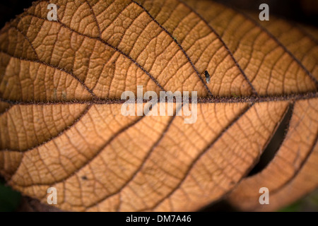 Detail der ein welkes Blatt einer Pflanze Saurauia Willd in El Triunfo Biosphären-Reservat in den Bergen der Sierra Madre, Chiapas, Mexiko Stockfoto