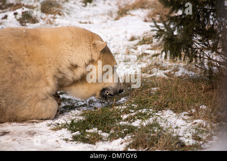 Eisbär auf Schnee Knurren Boden liegend. Ursus maritimus Stockfoto