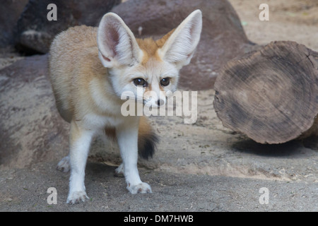 Fennec Fox, Vulpes Zerda Stockfoto