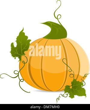 Reife orange Kürbis Stock Vektor