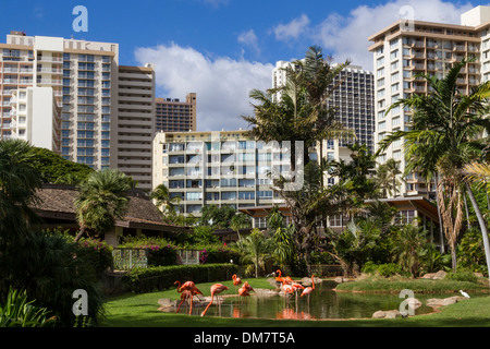 USA, Hawaii, Oahu, Honolulu, Waikiki, Zoo & flamingos Stockfoto