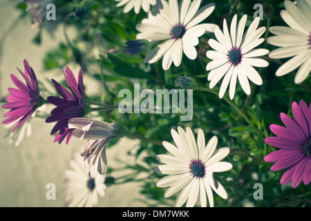 Osteospermum Blumen auf sonnigen Tag. Horizontalen Schuss im retro-Stil Stockfoto