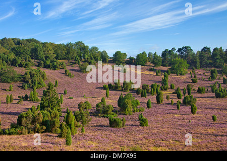 Lüneburg Heath / Lunenburg Heathland mit Wacholder und Heidekraut / Ling, Totengrund / Wilseder Berg, Sachsen, Deutschland Stockfoto