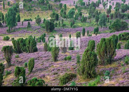 Lüneburg Heath / Lunenburg Heathland mit Wacholder und Heidekraut / Ling, Totengrund / Wilseder Berg, Sachsen, Deutschland Stockfoto