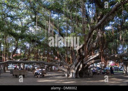 USA, Hawaii, Maui, Lahaina Banyan-Baum Stockfoto