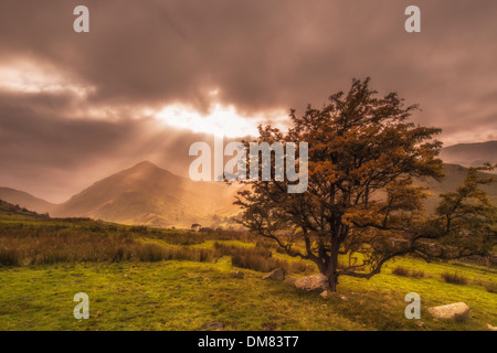 Rot-Hecht von Hartsop Dodd Stockfoto