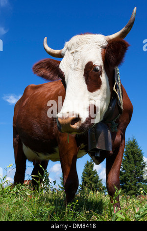 Braune Kuh auf einer Wiese auf alpinen Berg Stockfoto