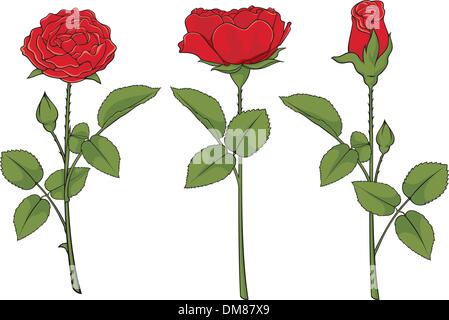 Rosen Stock Vektor