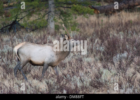 Junge männliche Elche zu Fuß durch den Rasen in einem Feld in den Rocky Mountains Stockfoto