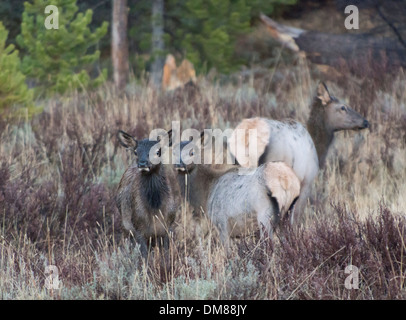 Drei weibliche Elche, von denen zwei in die Kamera in den Rocky Mountains suchen Stockfoto