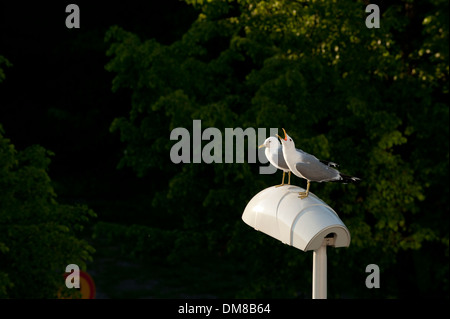 Zwei Möwen sitzen auf einem Laternenpfahl Stockfoto