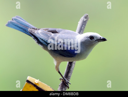 Blau-graue Tanager (Thraupis Espicopus) isst Banane an einer Futterstelle. Stockfoto