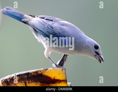 Blau-graue Tanager (Thraupis Espicopus) isst Banane an einer Futterstelle. Stockfoto