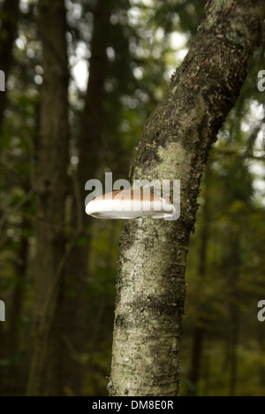 Pilze wachsen auf einem Baum in einem Wald Stockfoto