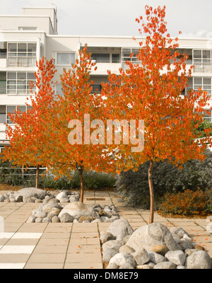 Drei Bäume in bunten Herbstfarben Line-up in einem Wohngebiet in Espoo, Finnland Stockfoto