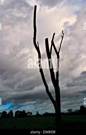 Beaumont-Hamel Neufundland Memorial Gefahr Baum Stockfoto