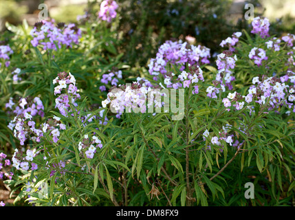 Bowles mehrjährige Mauerblümchen, Wegrauke bicolor, Brassicaceae. Kanarischen Inseln und Spanien. Stockfoto