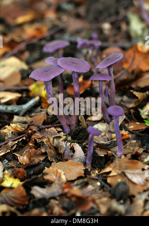 Amethyst Betrüger Pilz Lacktrichterling Amethystina, Hydnangiaceae. Stockfoto