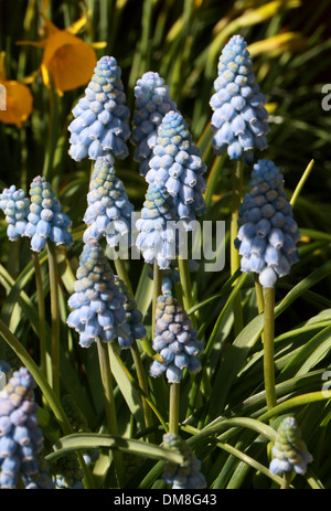 Trauben Hyazinthe, Muscari Armeniacum 'Valerie Finnis', Hyacinthaceae Stockfoto