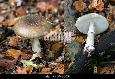 Panthercap, Amanita Pantherina, Amanitaceae. Ein Wald Giftpilz. Zwei Bild-Komposit zeigt Top Cap und Unterseite Stockfoto