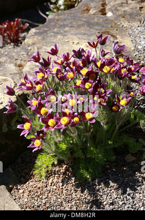 Kuhschelle, Küchenschelle, Wind Blume, Ostern Blume oder Wiese Anemone Pulsatilla Halleri Subspecies Halleri var. Segusiana. Stockfoto