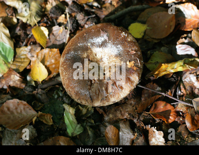 Schwärzung Brittlegill, ubling Nigricans, Russulaceae. Stockfoto