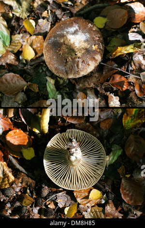 Schwärzung Brittlegill, ubling Nigricans, Russulaceae. Zwei Bild zusammengesetzten zeigen oben in der Kappe und Unterseite Kiemen. Stockfoto