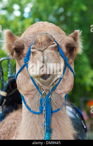 Kamel, Tier-Portrait, Kopf, Vorderansicht Stockfoto