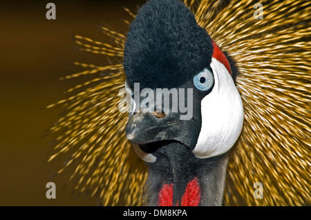 Grey gekrönter Kran (Balearica Regulorum), Leiter Stockfoto