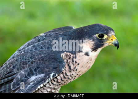 Lanner Falcon (Falco Biarmicus) Stockfoto