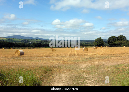 Strohballen in der Nähe von Kilkieran Co Kilkenny, Irland Stockfoto