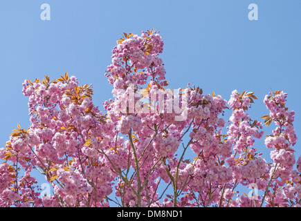 Rosa Kirschblüten Blumen Baum oben gegen blauen Himmel Stockfoto